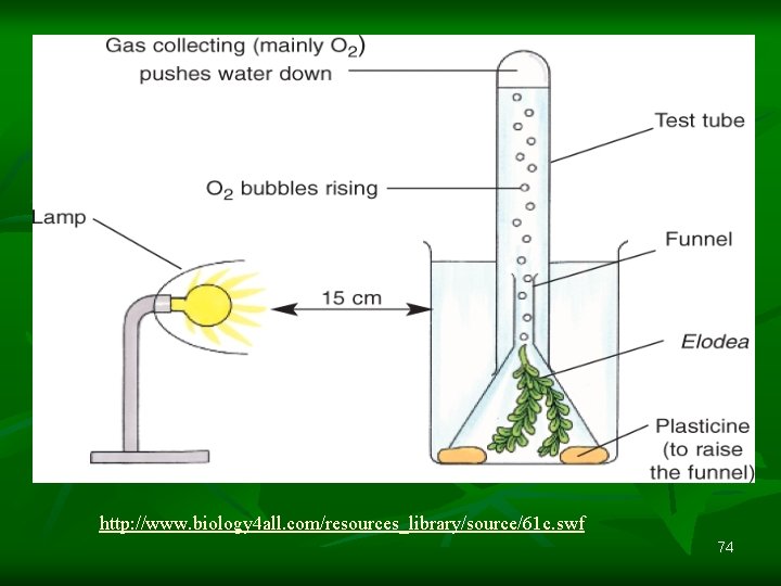 http: //www. biology 4 all. com/resources_library/source/61 c. swf 74 