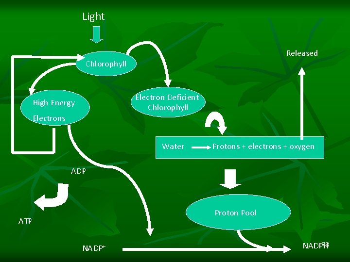 Light Released Chlorophyll Electron Deficient Chlorophyll High Energy Electrons Water Protons + electrons +