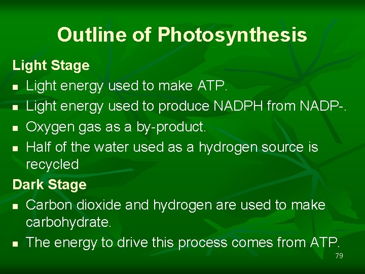 Outline of Photosynthesis Light Stage n Light energy used to make ATP. n Light
