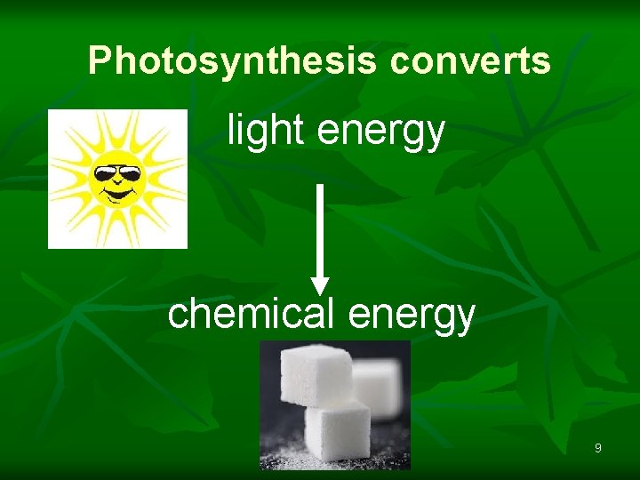 Photosynthesis converts light energy chemical energy 9 