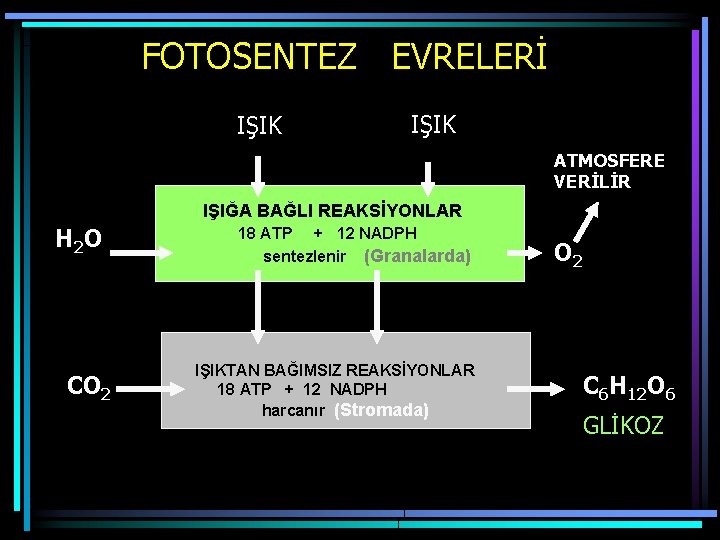 FOTOSENTEZ EVRELERİ IŞIK ATMOSFERE VERİLİR IŞIĞA BAĞLI REAKSİYONLAR H 2 O CO 2 18