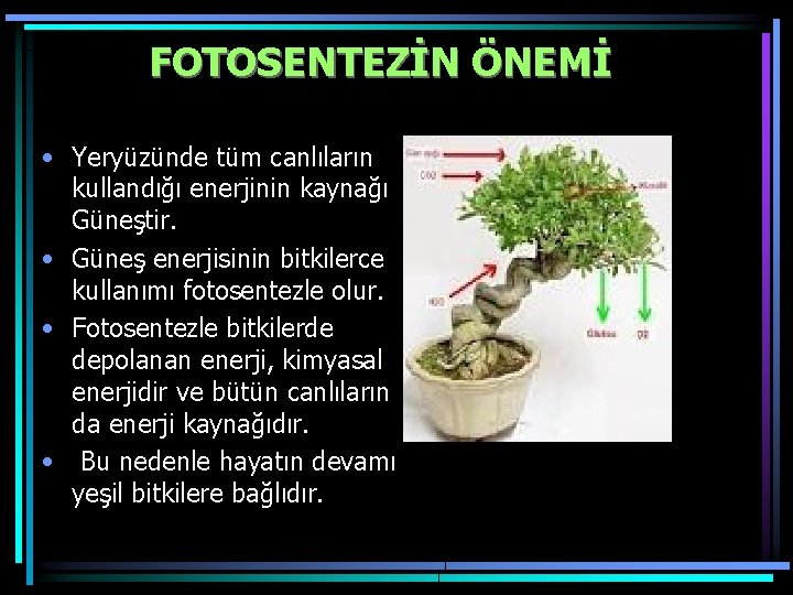 FOTOSENTEZİN ÖNEMİ • Yeryüzünde tüm canlıların kullandığı enerjinin kaynağı Güneştir. • Güneş enerjisinin bitkilerce