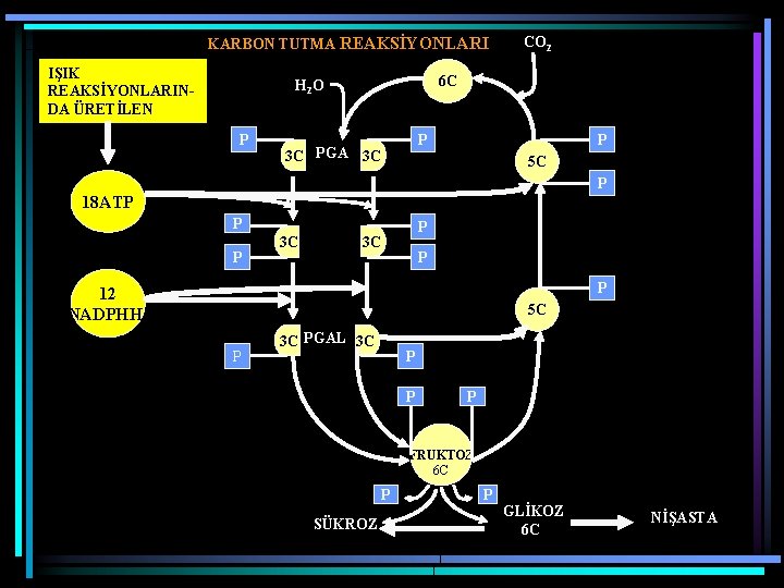 KARBON TUTMA REAKSİYONLARI IŞIK REAKSİYONLARINDA ÜRETİLEN 6 C H 2 O P CO 2