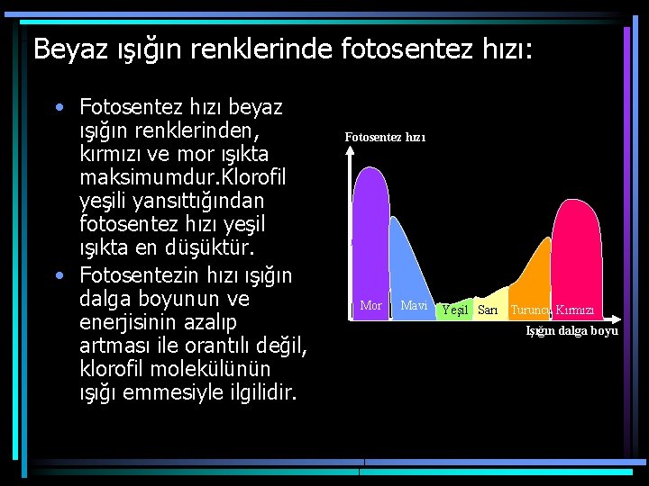 Beyaz ışığın renklerinde fotosentez hızı: • Fotosentez hızı beyaz ışığın renklerinden, kırmızı ve mor