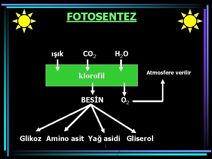 FOTOSENTEZ ışık CO 2 H 2 O Atmosfere verilir klorofil BESİN O 2 Glikoz