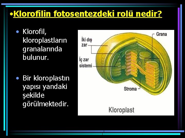  • Klorofilin fotosentezdeki rolü nedir? • Klorofil, kloroplastların granalarında bulunur. • Bir kloroplastın