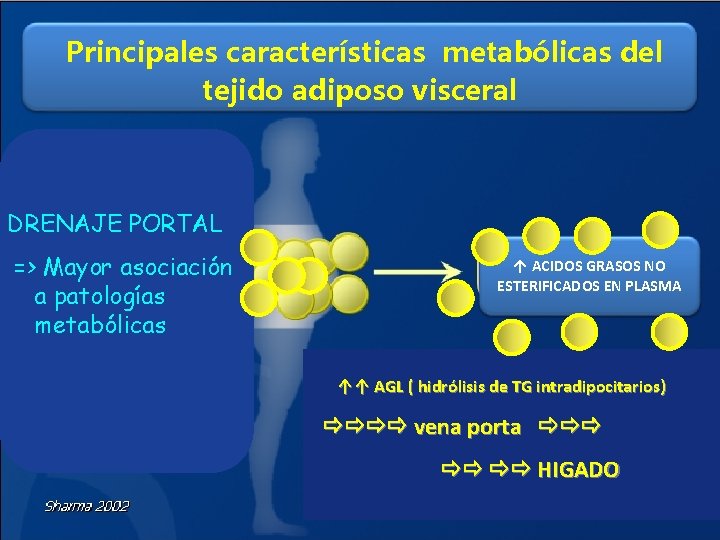 Principales características metabólicas del tejido adiposo visceral DRENAJE PORTAL => Mayor asociación a patologías