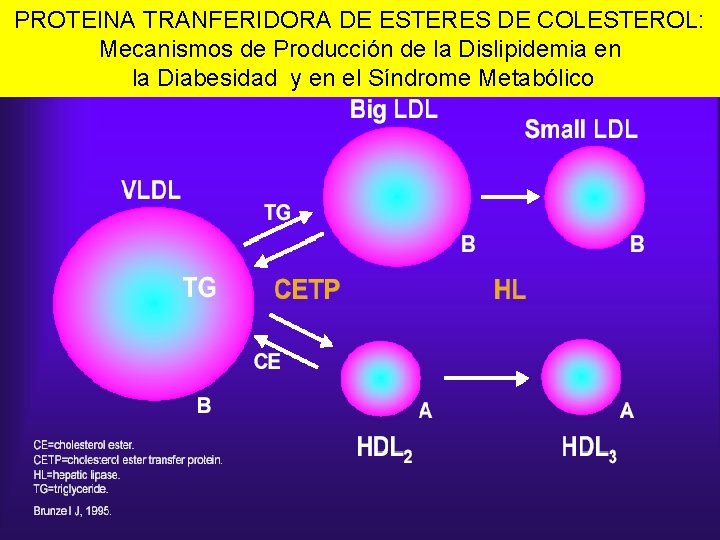 PROTEINA TRANFERIDORA DE ESTERES DE COLESTEROL: Mecanismos de Producción de la Dislipidemia en la