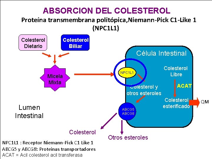 ABSORCION DEL COLESTEROL Proteína transmembrana politópica, Niemann-Pick C 1 -Like 1 (NPC 1 L