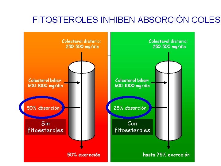 FITOSTEROLES INHIBEN ABSORCIÓN COLEST 