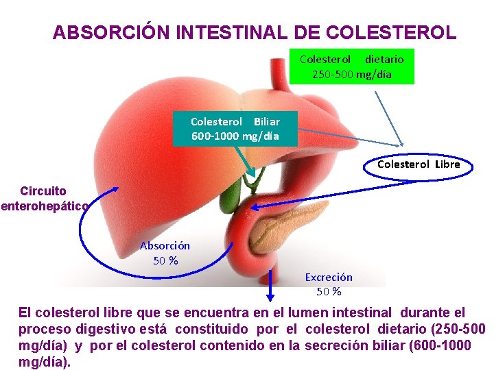 ABSORCIÓN INTESTINAL DE COLESTEROL Colesterol dietario 250 -500 mg/día Colesterol Biliar 600 -1000 mg/día