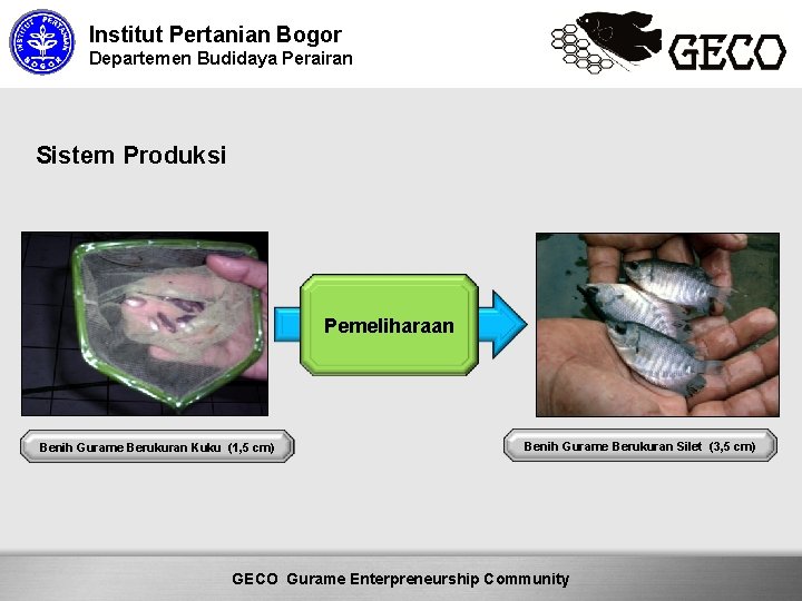 Institut Pertanian Bogor Departemen Budidaya Perairan Sistem Produksi Pemeliharaan Benih Gurame Berukuran Kuku (1,