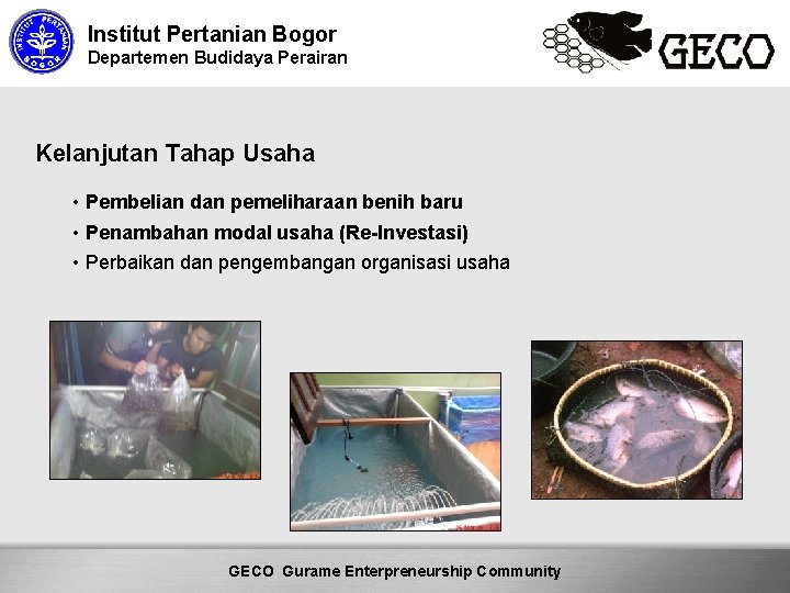 Institut Pertanian Bogor Departemen Budidaya Perairan Kelanjutan Tahap Usaha • Pembelian dan pemeliharaan benih