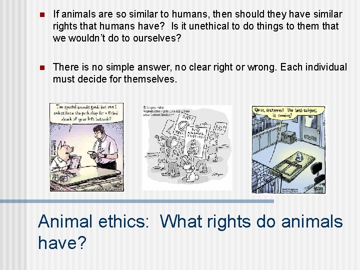 n If animals are so similar to humans, then should they have similar rights