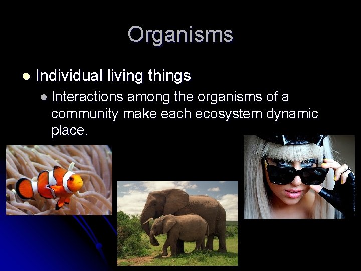 Organisms l Individual living things l Interactions among the organisms of a community make