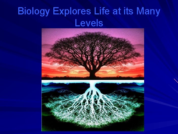 Biology Explores Life at its Many Levels 