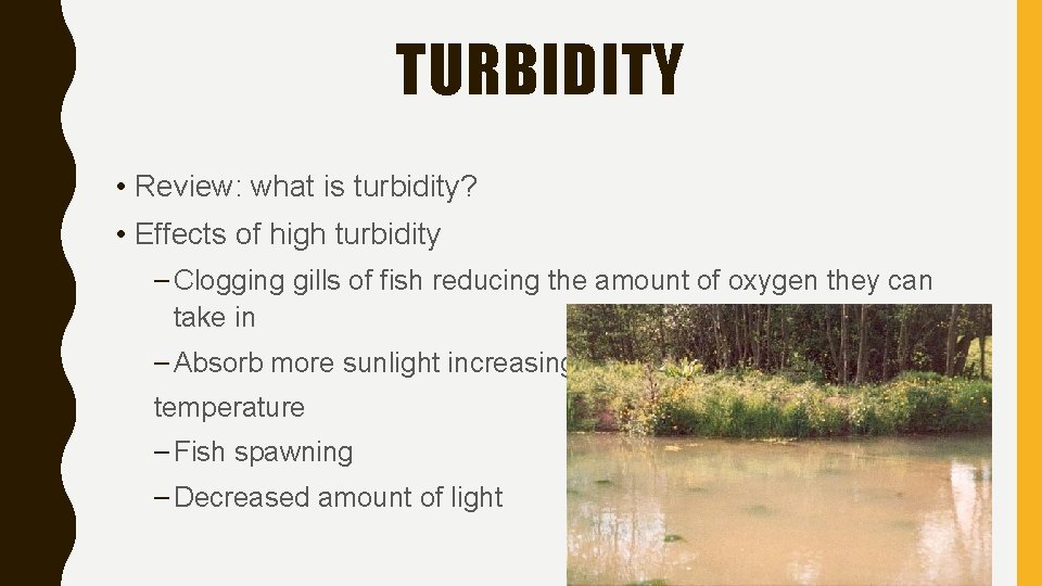 TURBIDITY • Review: what is turbidity? • Effects of high turbidity – Clogging gills