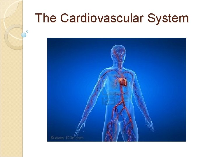 The Cardiovascular System 