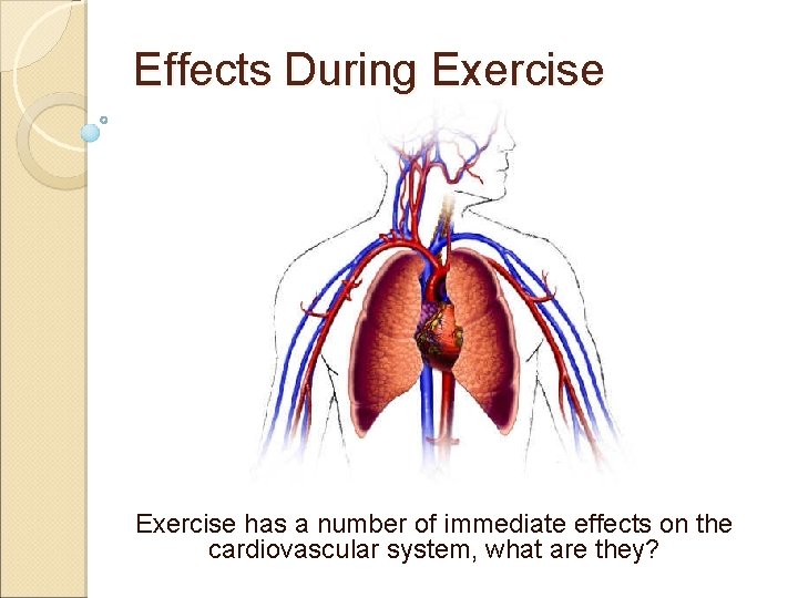 Effects During Exercise has a number of immediate effects on the cardiovascular system, what