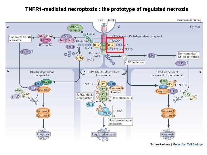 TNFR 1 -mediated necroptosis : the prototype of regulated necrosis 