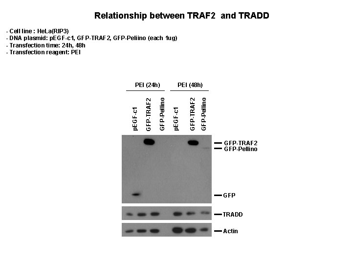 Relationship between TRAF 2 and TRADD - Cell line : He. La(RIP 3) -