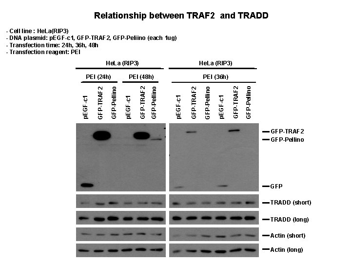 Relationship between TRAF 2 and TRADD - Cell line : He. La(RIP 3) -