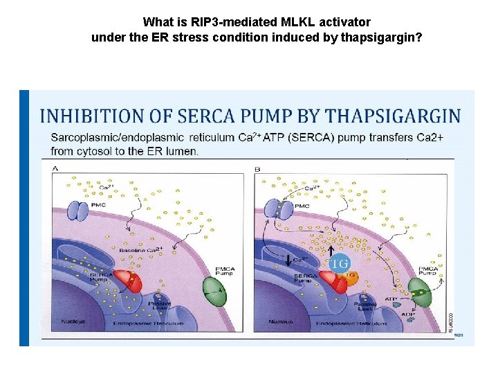 What is RIP 3 -mediated MLKL activator under the ER stress condition induced by