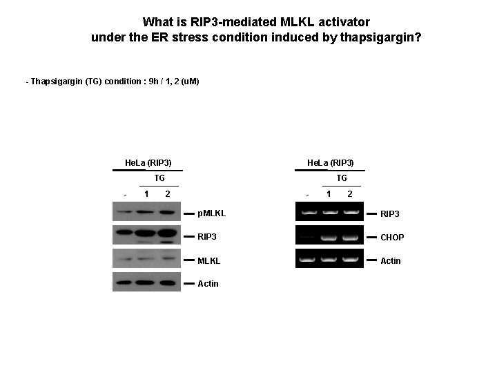 What is RIP 3 -mediated MLKL activator under the ER stress condition induced by