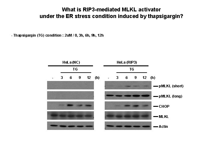 What is RIP 3 -mediated MLKL activator under the ER stress condition induced by