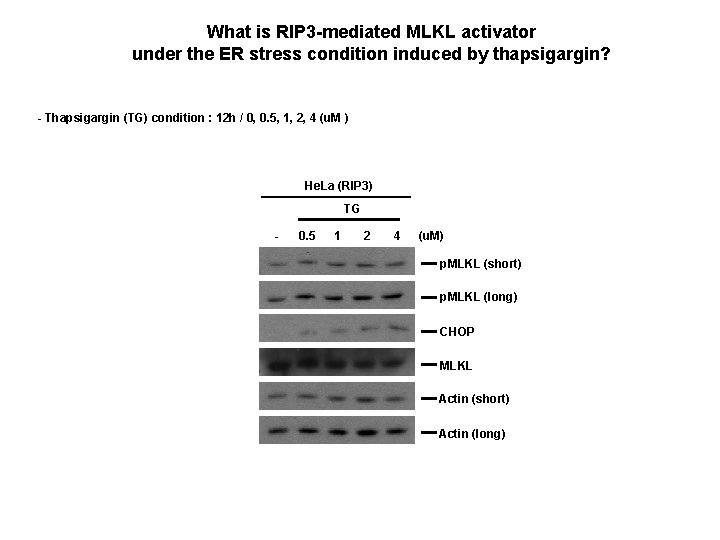 What is RIP 3 -mediated MLKL activator under the ER stress condition induced by