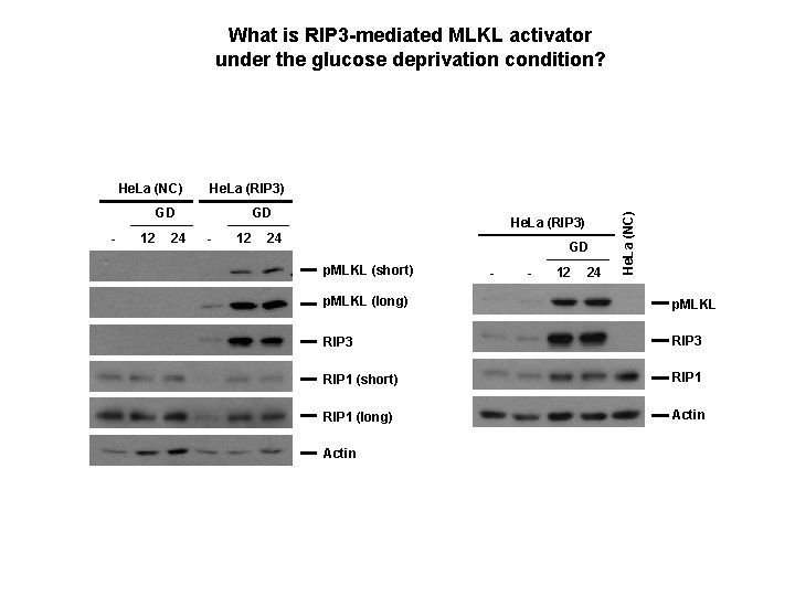 What is RIP 3 -mediated MLKL activator under the glucose deprivation condition? He. La
