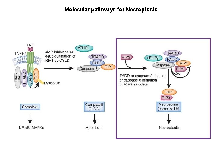 Molecular pathways for Necroptosis 
