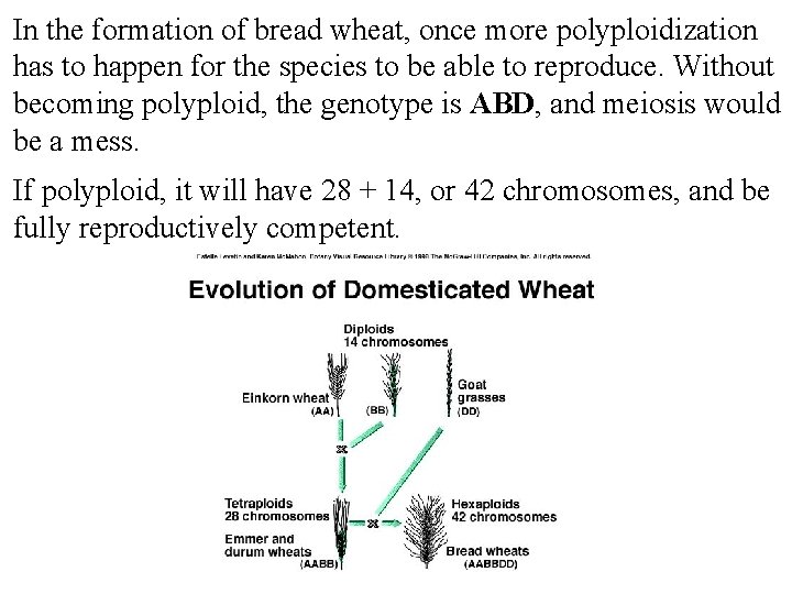 In the formation of bread wheat, once more polyploidization has to happen for the