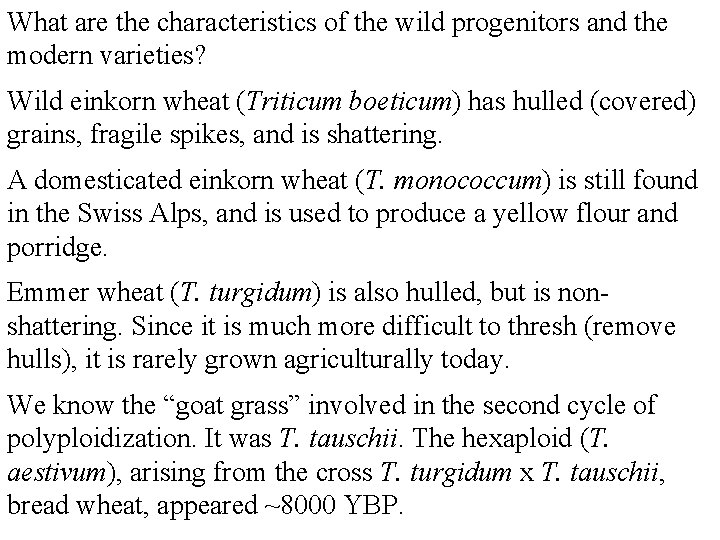What are the characteristics of the wild progenitors and the modern varieties? Wild einkorn