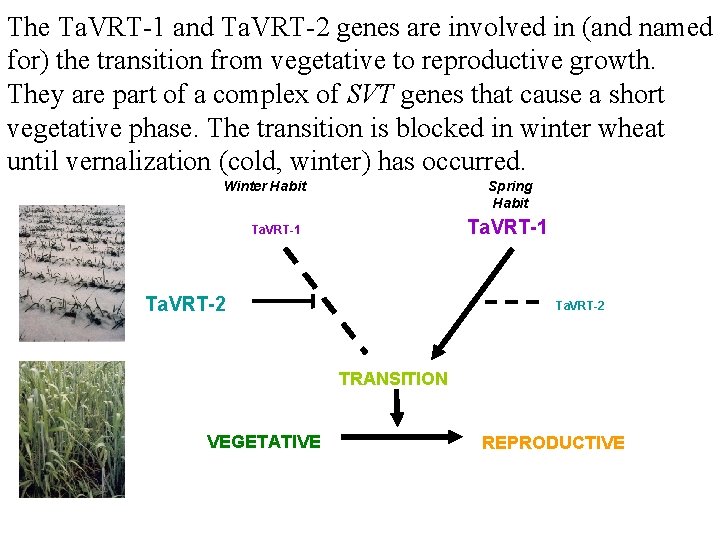 The Ta. VRT-1 and Ta. VRT-2 genes are involved in (and named for) the