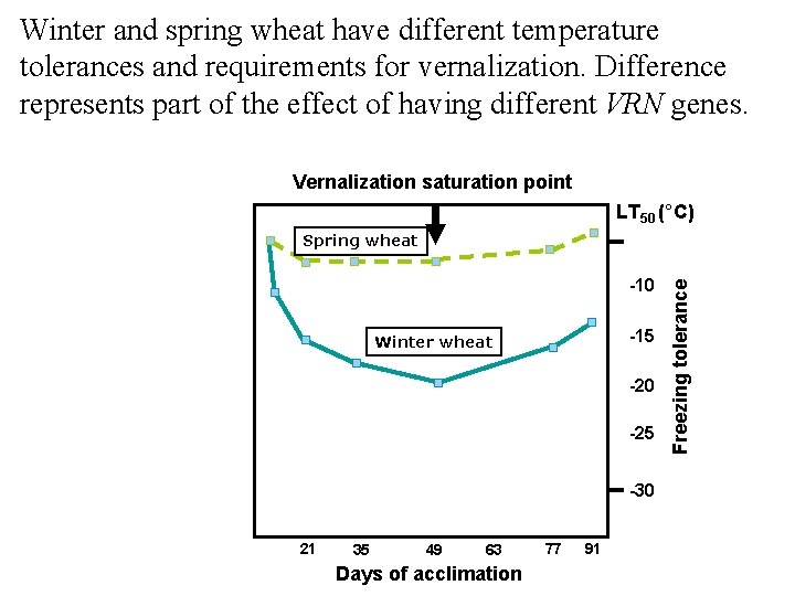 Winter and spring wheat have different temperature tolerances and requirements for vernalization. Difference represents