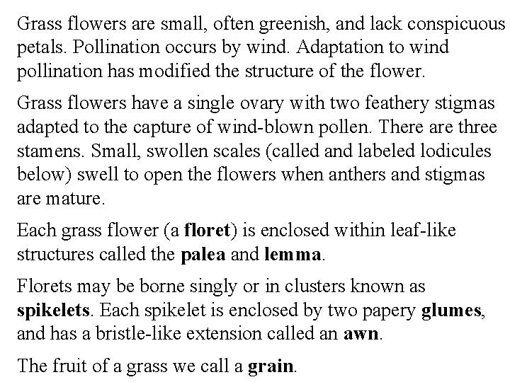 Grass flowers are small, often greenish, and lack conspicuous petals. Pollination occurs by wind.