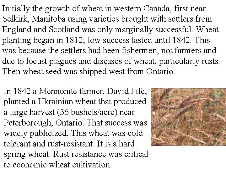 Initially the growth of wheat in western Canada, first near Selkirk, Manitoba using varieties
