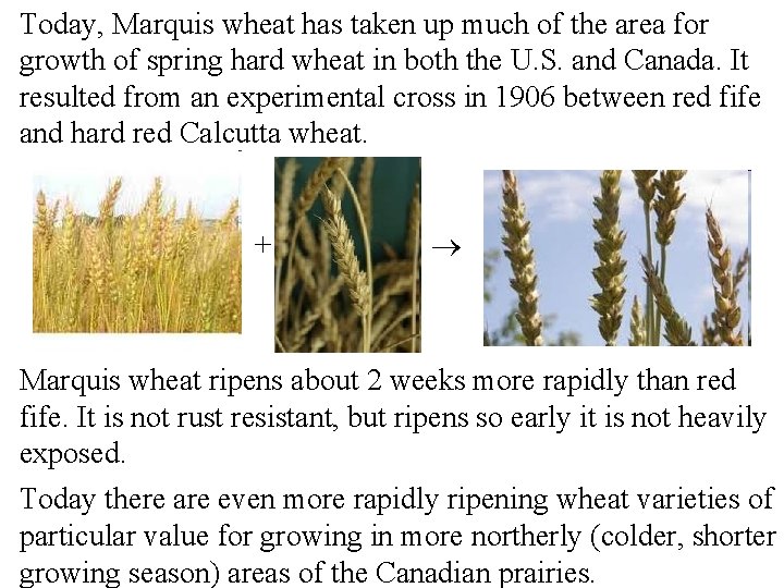 Today, Marquis wheat has taken up much of the area for growth of spring