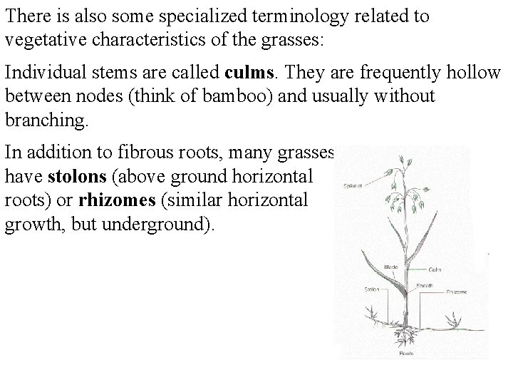 There is also some specialized terminology related to vegetative characteristics of the grasses: Individual