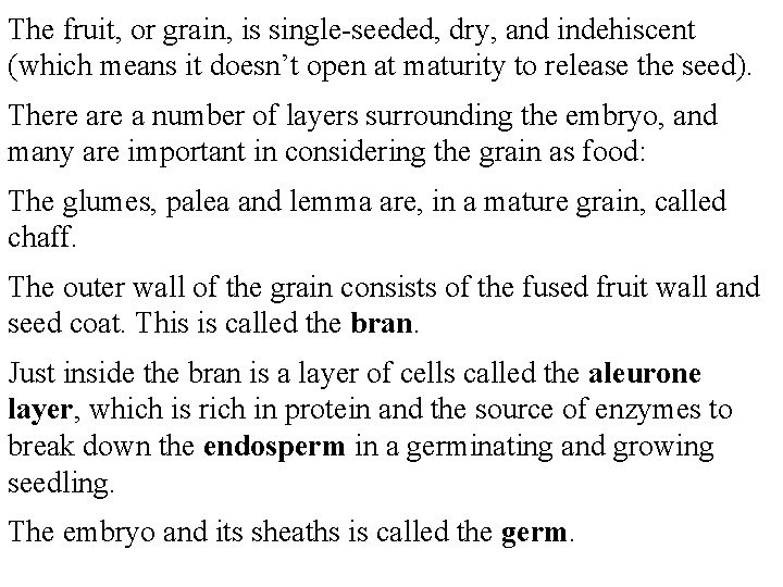 The fruit, or grain, is single-seeded, dry, and indehiscent (which means it doesn’t open