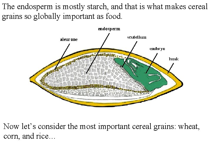 The endosperm is mostly starch, and that is what makes cereal grains so globally