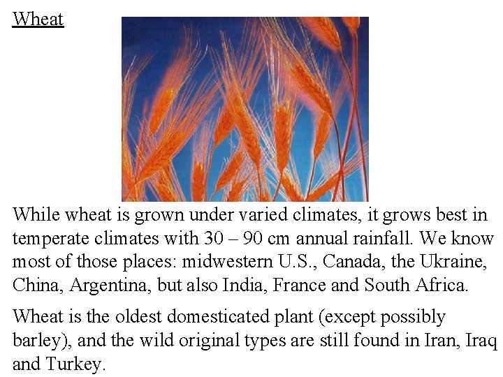 Wheat While wheat is grown under varied climates, it grows best in temperate climates