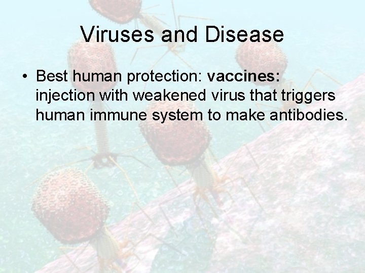 Viruses and Disease • Best human protection: vaccines: injection with weakened virus that triggers