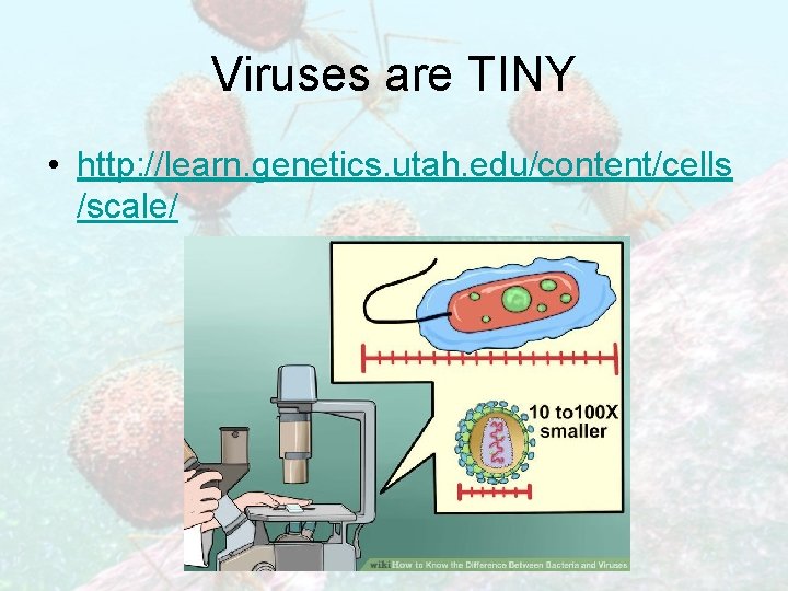 Viruses are TINY • http: //learn. genetics. utah. edu/content/cells /scale/ 