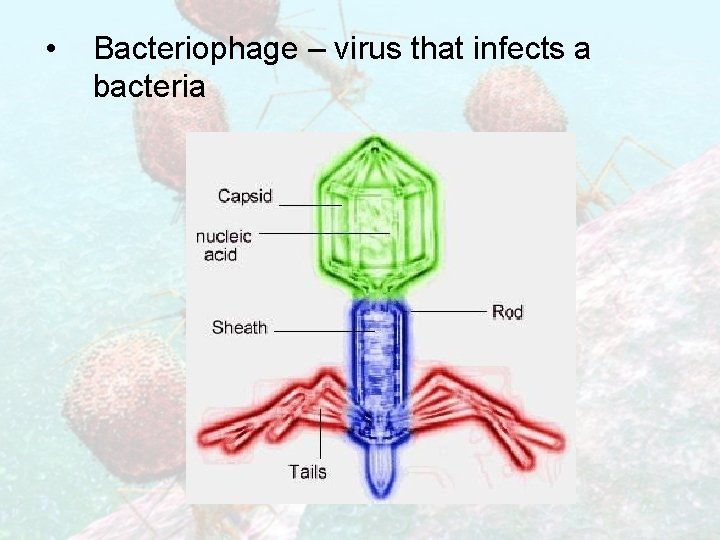  • Bacteriophage – virus that infects a bacteria 