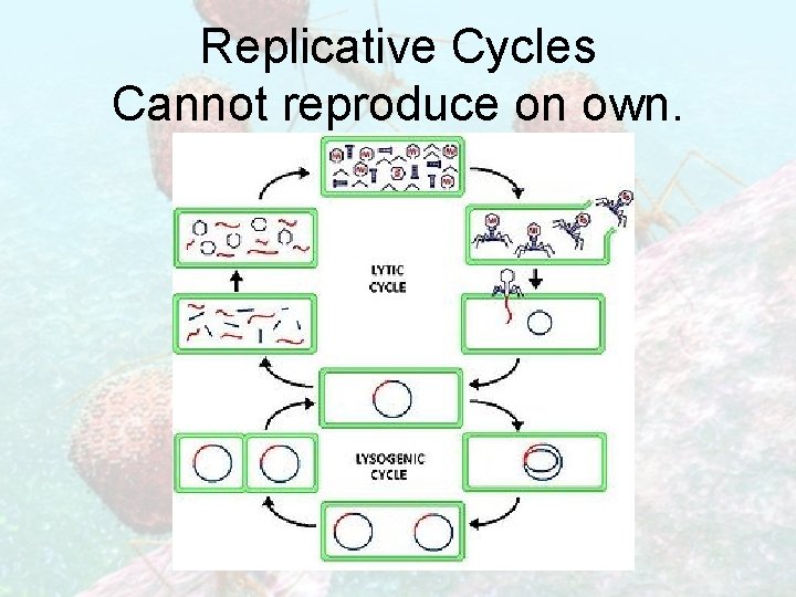 Replicative Cycles Cannot reproduce on own. 