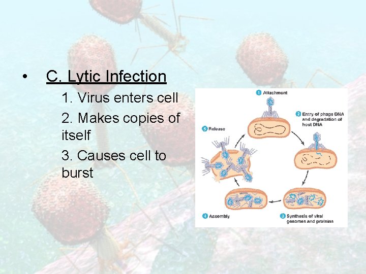  • C. Lytic Infection 1. Virus enters cell 2. Makes copies of itself