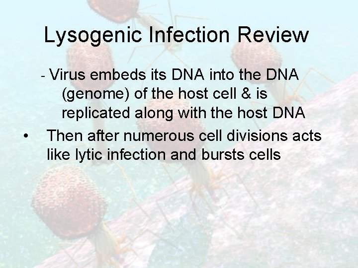 Lysogenic Infection Review - Virus embeds its DNA into the DNA • (genome) of