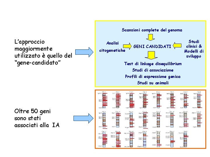 Scansioni complete del genoma L’approccio maggiormente utilizzato è quello del “gene-candidato” Analisi citogenetiche GENI